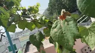 Mini garden