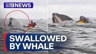The moment kayaker is swallowed by a whale | 9 News Australia