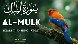 Surah Al Mulk سورة الملك | Heal Your Heart Before Sleeping | Sajada Quran #surahmulk
