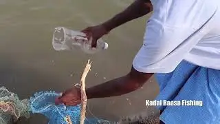 Backwater Mullet Fishing Using Flour Bait and Bottle Trap | Village Life Fishing