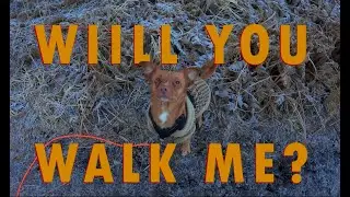 Crunchy ASMR Winter Walk with Cute Dog in Norway I Ambient sounds for Sleep, Relaxation & Study