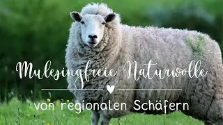 Mulesingfreie Schafwolle zum Stricken &ndash; Nachhaltig, Regional & Tierfreundlich