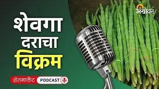 Cotton, Soybean Rate: सोयाबीन बाजार, आले दर, ज्वारी भाव, हळद रेट | Agrowon