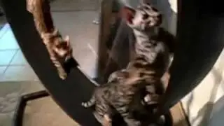 Bengal kittens running on the exercise wheel