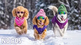 12 HOURS of Dog Calming Music For Dogs💖Anti-Anxiety for Dogs🐶Stress Relief Music for Deep Sleep