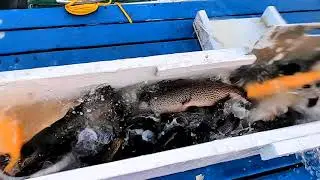 1/16/20 STOCKING BIG TROUT, SIERRABOWS & SURPRISE !?!?! AT SANTA ANA RIVER LAKES