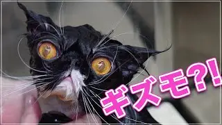 【ふぃーちゃん】毛玉予備軍をたくさん抱えてたふぃーちゃん、洗ったらリアルギズモで超かわいくなった【エキゾロング】