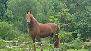 Beautiful horse  4k
