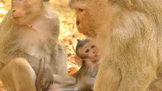 BRIGHTEN BABY MONKEY HUNGRY FEEDING MILK NO SAFE | MONKEY TECHNIQUE