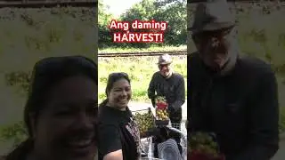 #trending harvesting Mirabelle #fruit #mirabelle
