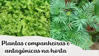 Plantas companheiras e antagônicas na horta