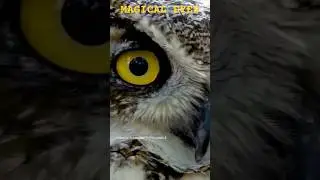 🦉❤️🦉MAGICAL EYES🦉❤️🦉#owl ##eyes #nature #magic