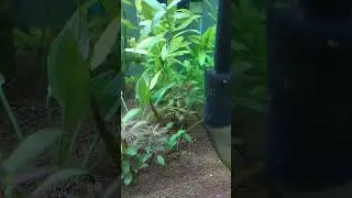Primeiros habitantes do nosso plantado de 70 lt. #otocinclus #molin&eacute;sia #algueiros #aquarioplantado