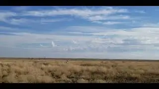 New Mexico Hunting 2024 - Quail Hunting Dogs
