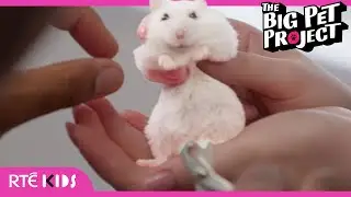 🌟 NEW: The Big Pet Project | 🐹👀 Meet the Dwarf HAMSTER 👀🐹 | @RT&Eacute;KIDS