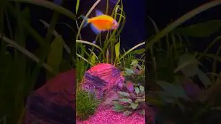 What Causes Cloudy Fish Tank Water And How To Fix It