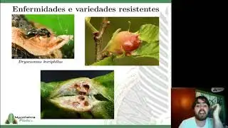 Enfermidades do casti&ntilde;eiro