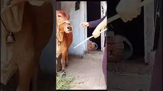 Cow challenges #tranding #shorts