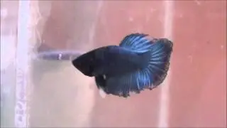 Steel Spawn