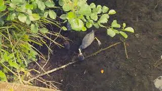 Moorhen - Bird Watch