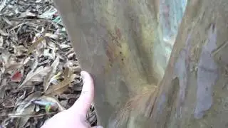dbh Measurement for Tree with Multiple Trunks