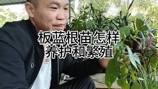 板蓝根苗怎样养护和繁殖 #板蓝根种植 #板蓝根