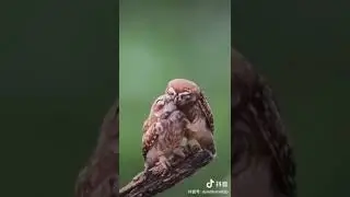 gros c&acirc;lin