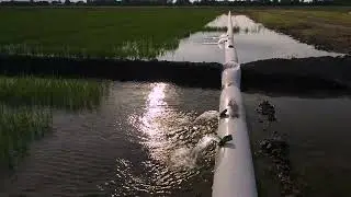 Missouri Rice Growing Season