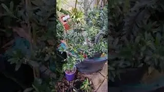Pitanguina or Eugenia Mattosii flowering in Melbourne Australia