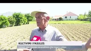 Kultivimi i fasules