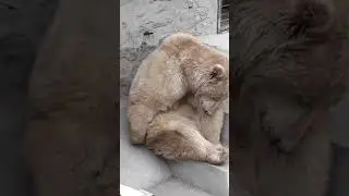 Kabul Zoo Bear