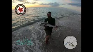 Catching an Atlantic Sharpnose Shark from the beach in Florida