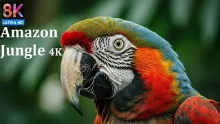 Unbelievable Amazon Jungle Creatures | Real Wildlife Moments in 4K