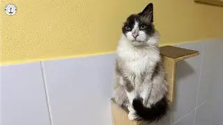 Забытая на всю жизнь в темном углу, пока ее единственное ухо не насторожилось от нежного зова.
