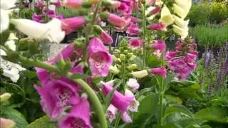 Foxglove