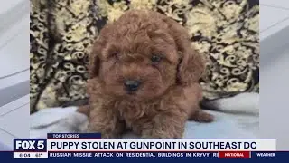 Toy poodle puppy stolen at gunpoint