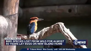 Bird species lost from wild for nearly 40 years lays eggs on new island home