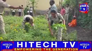 DPEO Sangareddy Team Arrested One Accused Who Illegal Cultivate Of Ganja Plants.