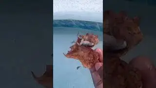 Catching And Relocating a Dead Frog 🐸