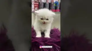 Unleash the Ultimate Pampering Experience with Fluff'n Buff Petcare Products! 🐾✨