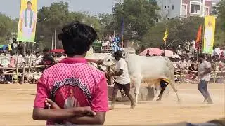 Bull raising🐂