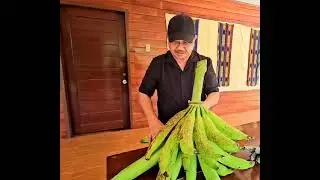 Extra Large 'Saging Tindok' Best For Banana Chips!
