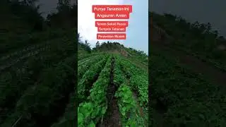 Punya Angsuran,Tanam ini Aja Gaes 🤑