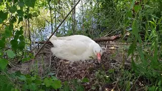 Goose Hatching Duck Eggs | Egg Hatching Experiment