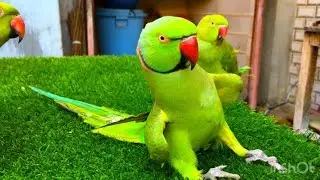 Indian Ringneck Parrot talking videos compilation | Ringneck Parrot natural sounds