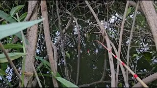 Tập 89 : đàn cá rô  đồng lớn ở đây tôi câu đã thiệt
