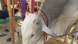 Masha'Allah Sibi Mela Winner Biggest Sibbi Bull 2025 🏆🥇