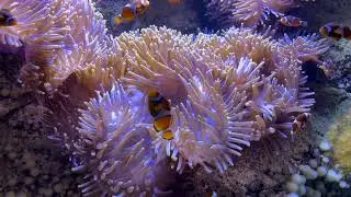 Расслабляющая музыка для снятия стресса