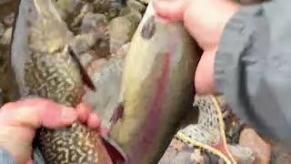Tiger trout (KAPLAN ALABALIGI )￼ Action ￼