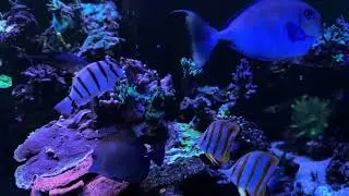 04-th May 2025 tank update. Low copper, iodine, Selenium issue.
